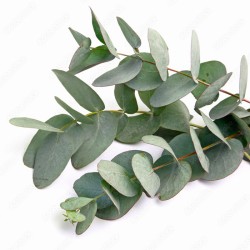 Eucalyptus gunni