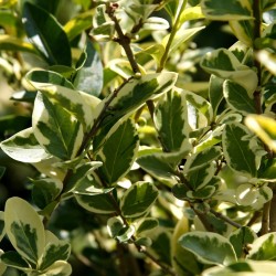 Ligustrum japonica variegata