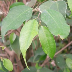 Ficus benjamina anastasia