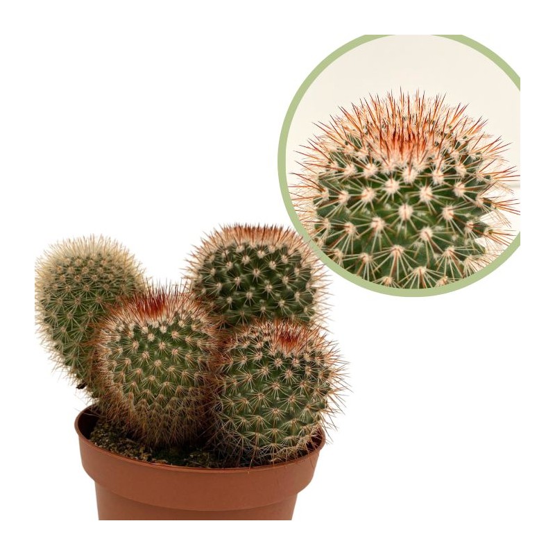 Gymnocalycium