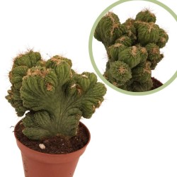Cactus cereus peruvianus...
