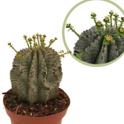 Euphorbia horrida alba