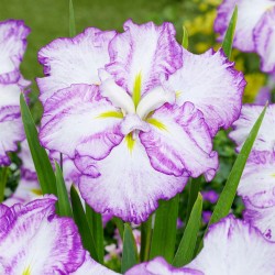 Iris ensata plate tiramisu