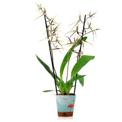 Orquídea brassia x bratonia...