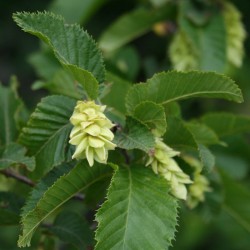 Ostyra caprinifolia