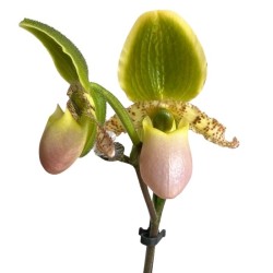 Orquídea paphiopedilum...