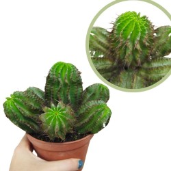 Euphorbia poligona