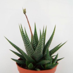 Cactus gasterhawortia X