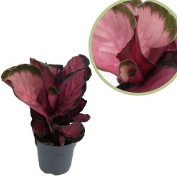Calathea rosea picta rosy