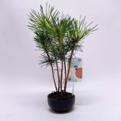 Bonsai Pinus Thunbergi bosque