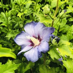 Hibiscus syriacus oisseau bleu