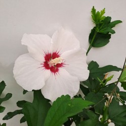 Hibiscus syriacus red heart