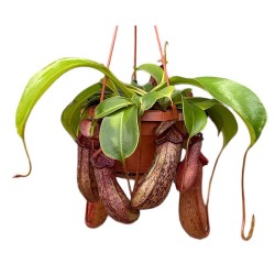 Nepenthes rob