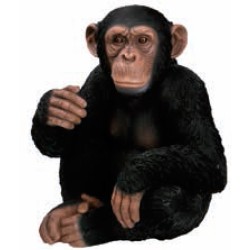Figura chimpance adulto