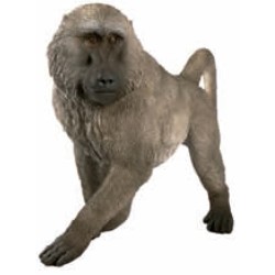 Figura babuino adulto