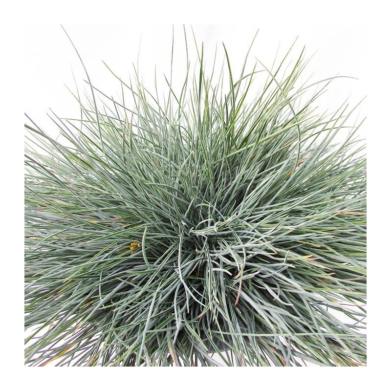 Festuca Glauca