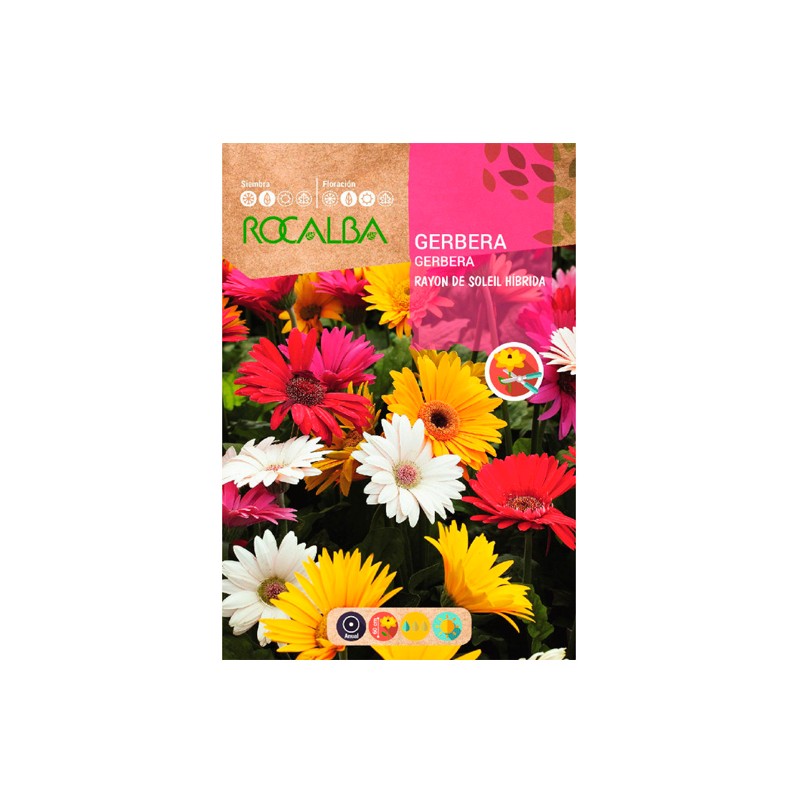 Semillas gerbera rayon de soleil hibrida