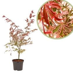 Acer palmatum Pink Passion