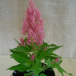 CELOSIA PLUMOSA