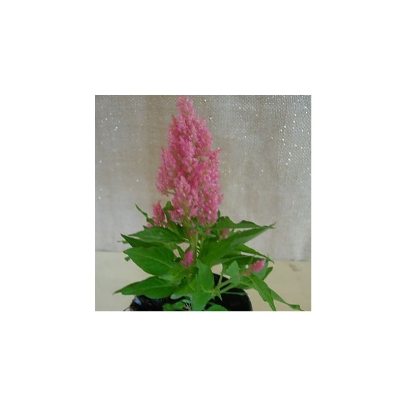 CELOSIA PLUMOSA