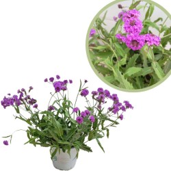 Verbena rigida