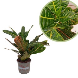 Croton petra