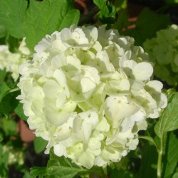 Viburnum opulus