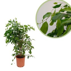 Ficus Benjamina exótica