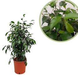 Ficus Benjamina Danielle