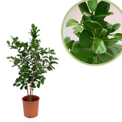 Ficus microcarpa moclame