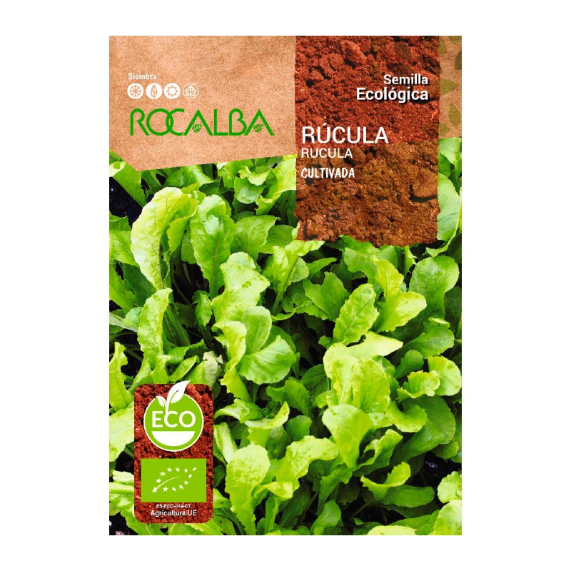 Semillas ecológicas rúcula cultivada