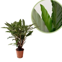 Calathea rufibarba blue grass