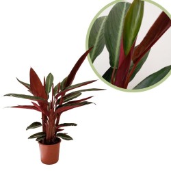 Calathea stromanthe sanguinea