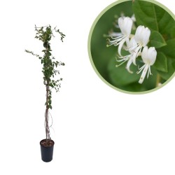 Lonicera japonica