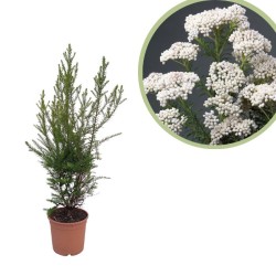 Ozothamnus Rosmarinifolius