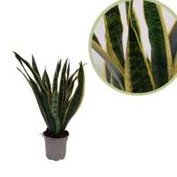 Sansevieria Trifasciata...