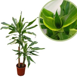 Dracaena Golden Coast