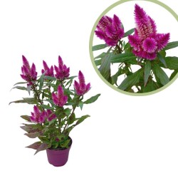 Celosia Caracas