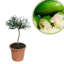 Microcitrus australasica...