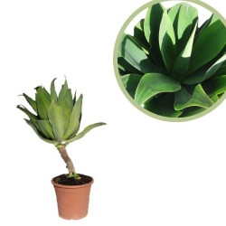 Agave attenuata