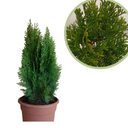 Thuya orientalis aurea nana
