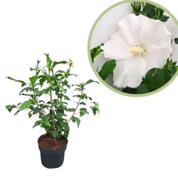 Hibiscus syriacus Eleonore