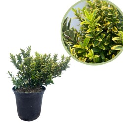 Euonymus punchellus aurea