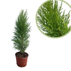 Cipres macrocarpa wilma