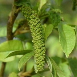 Pterocarya Fraxinifolia