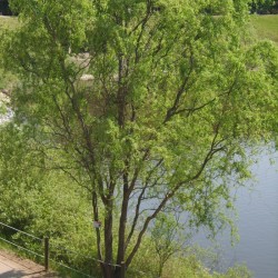 Salix matsudana tortuosa