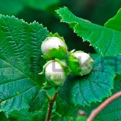 Corylus maxima Purpurea