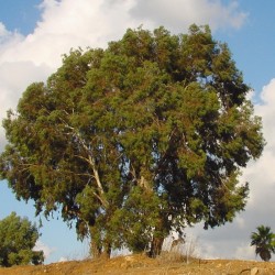 eucalyptus rostrata