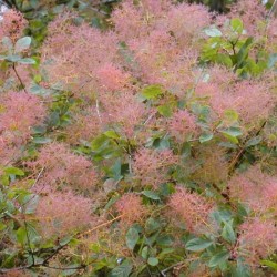 Cotinus Coggygria