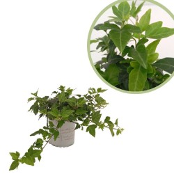 Hedera mini